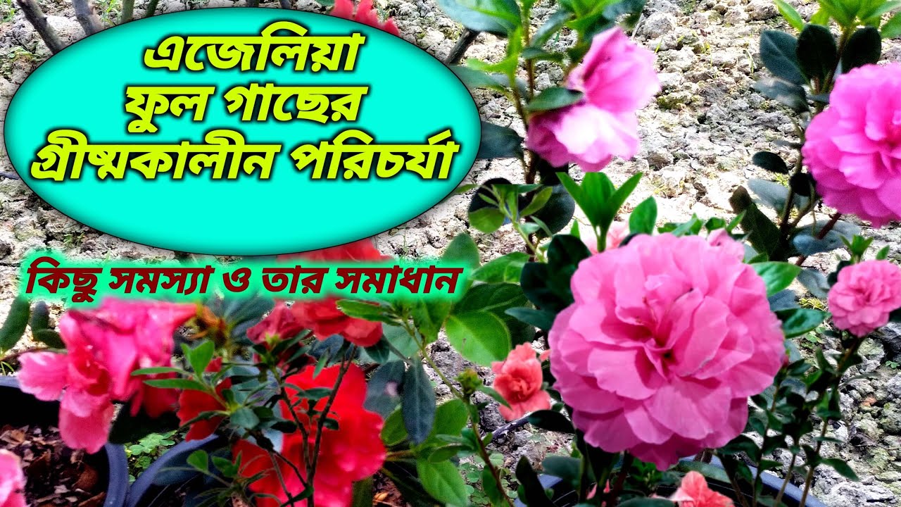 How To Care Azalea Plant In Summer | Azalea Plant Care
