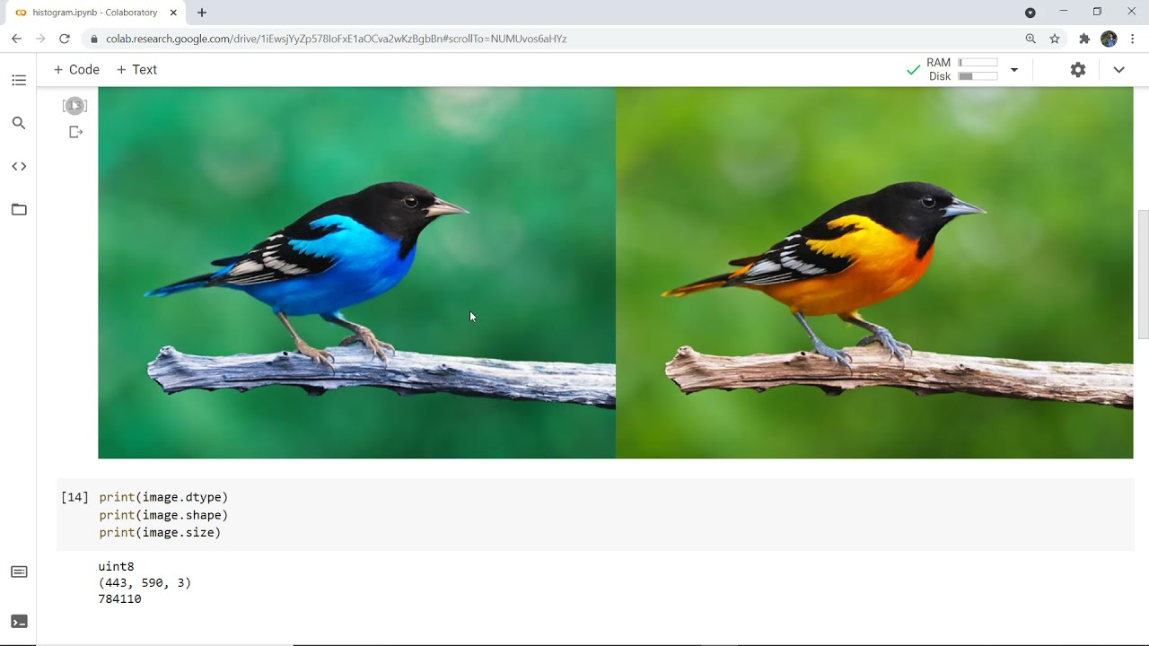Basic Open-CV, Google Colab, and Histogram of image in Python | Image Processing Python Histogram