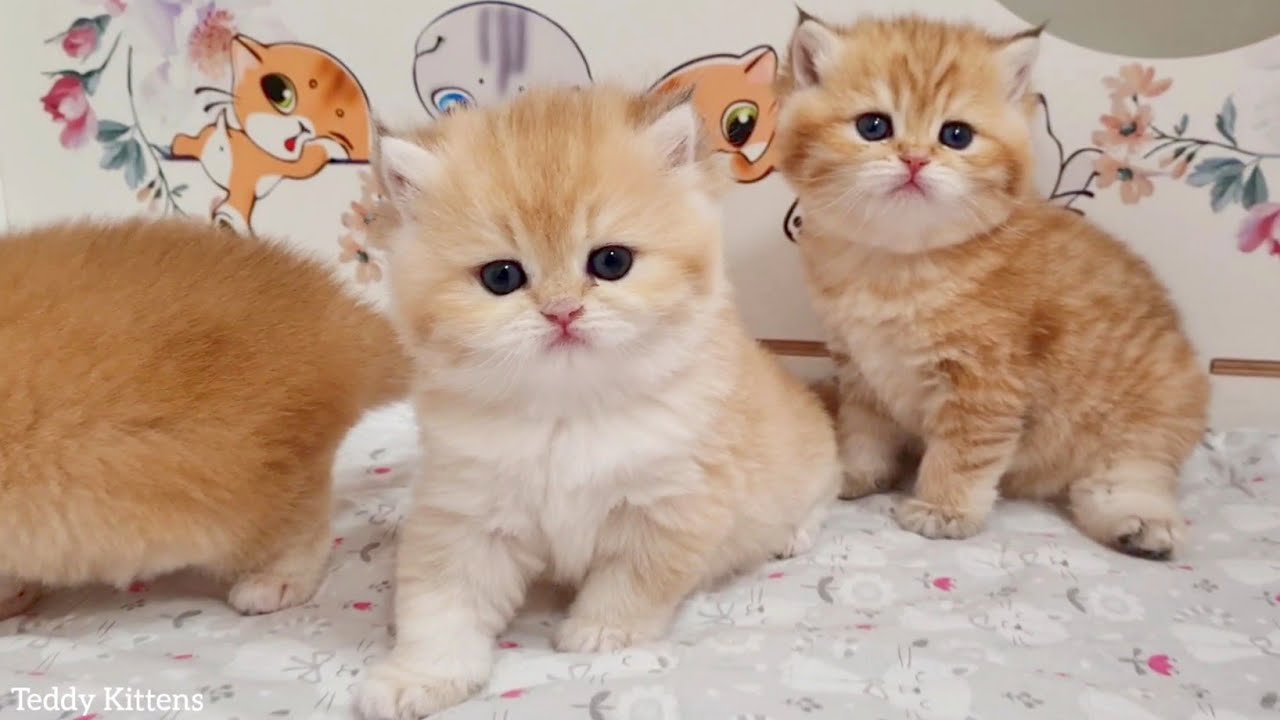 Четыре ПЛЮШЕВЫХ котенка исследуют свой новый дом 🥰