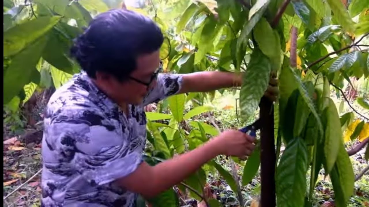 Complete Guide to Pruning Cacao Trees: Tips and Techniques for Healthy Growth. Isabela Philippines