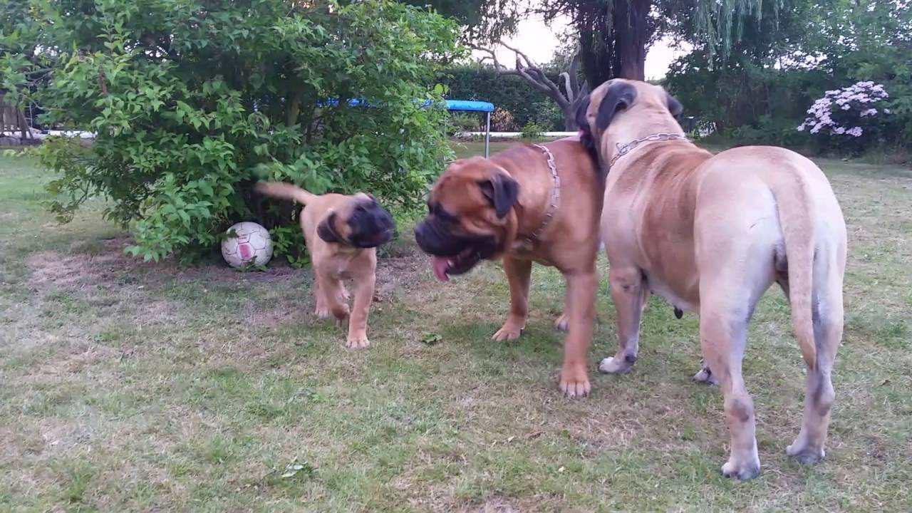 Bullmastiff dogs playing 2016