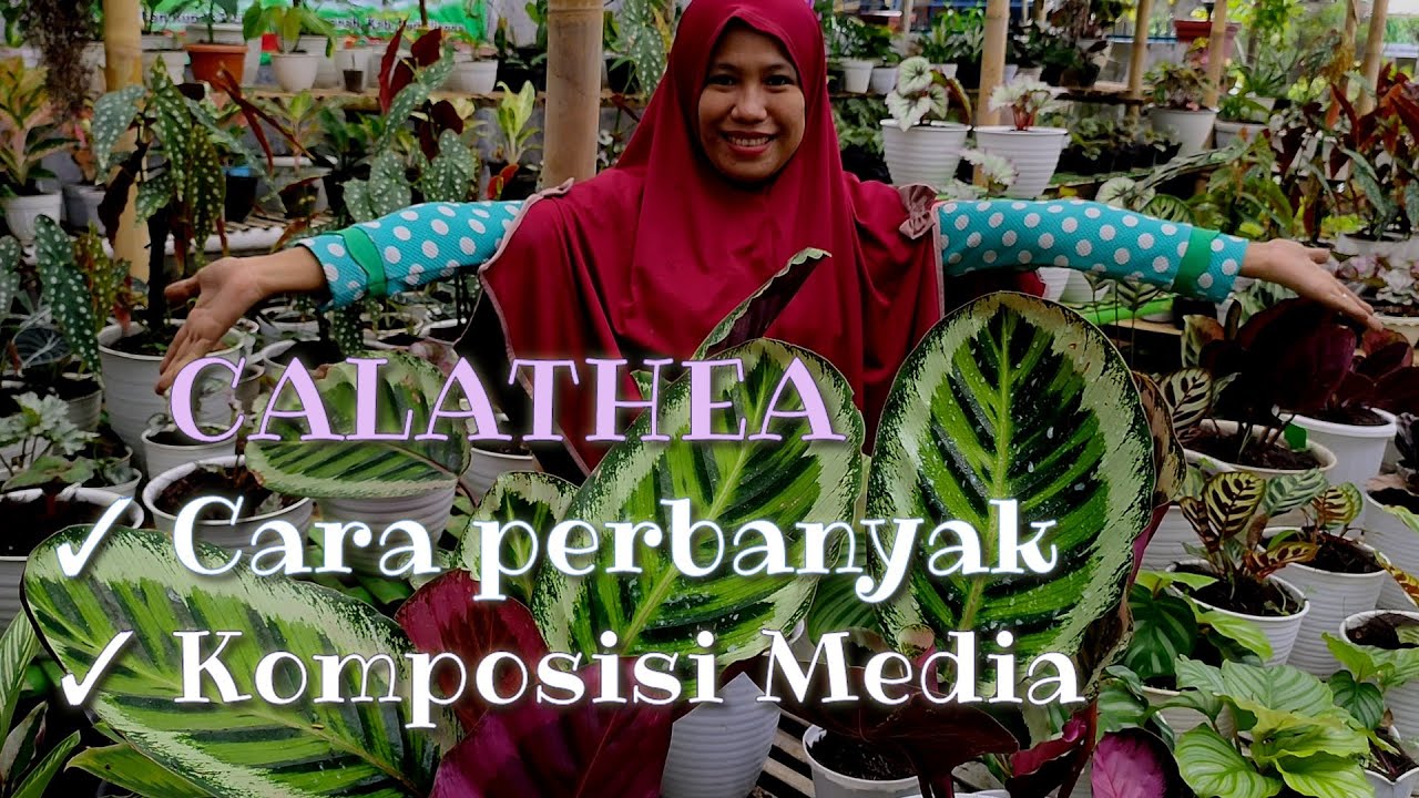 TEKNIS PERBANYAK CALATHEA DAN MEDIA TANAMNYA || RA PLANT || PART. 3