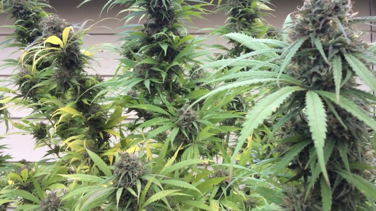 Poison CBD Kush
