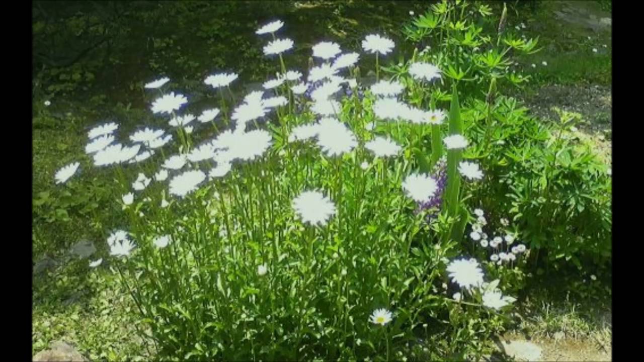 別の道がきっとある（さとうささらオリジナル）
