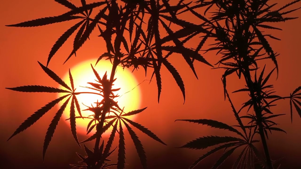 Cannabis: Tree of Life | Medcardnow.com