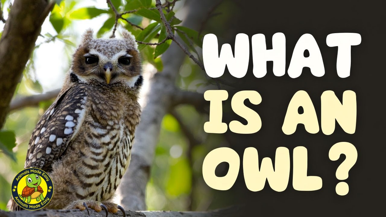 What Is an Owl? | Learn About Owls for Kids | Animals Made Easy