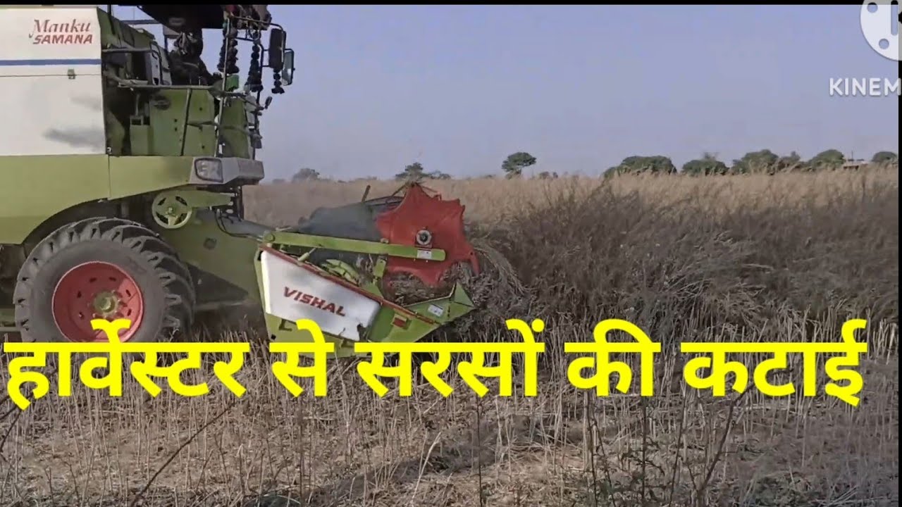 MP में कंबाइन हार्वेस्टर से सरसों की कटाई। Vishal combine harvester