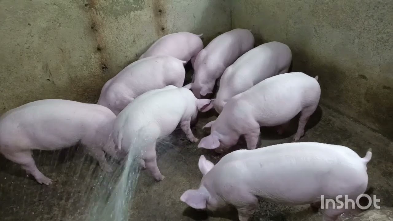 Malalaki na ang ating mga alaga