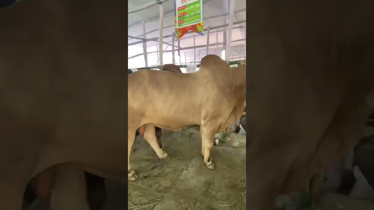 #cow #dhubrimela #automobile #dhubri #love #localfair #bull #nature #travel #vlog