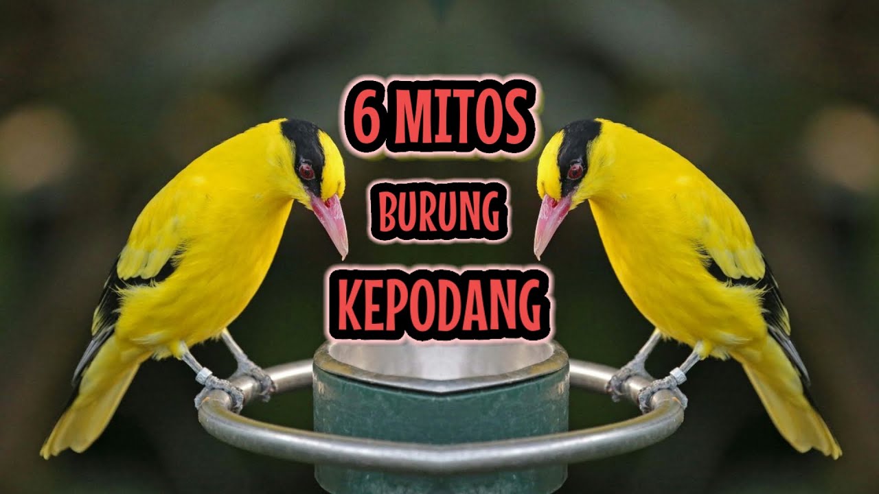 MITOS BURUNG KEPODANG