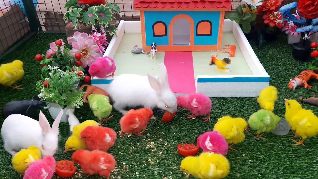 Cute Bunny Rabbit With Colour Chicks Playing Video | Rabbit House | Birds and Animals Planet