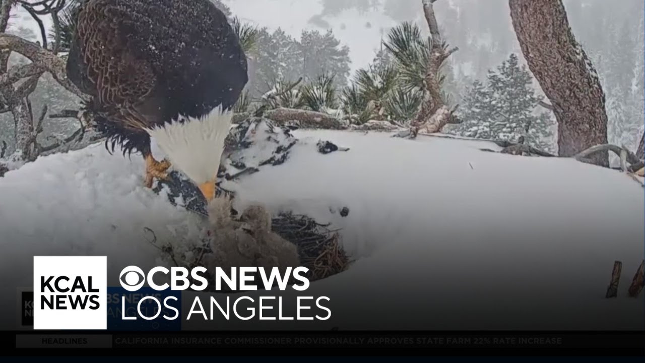 One of Big Bear eagle couple's hatchlings appears to be missing from nest