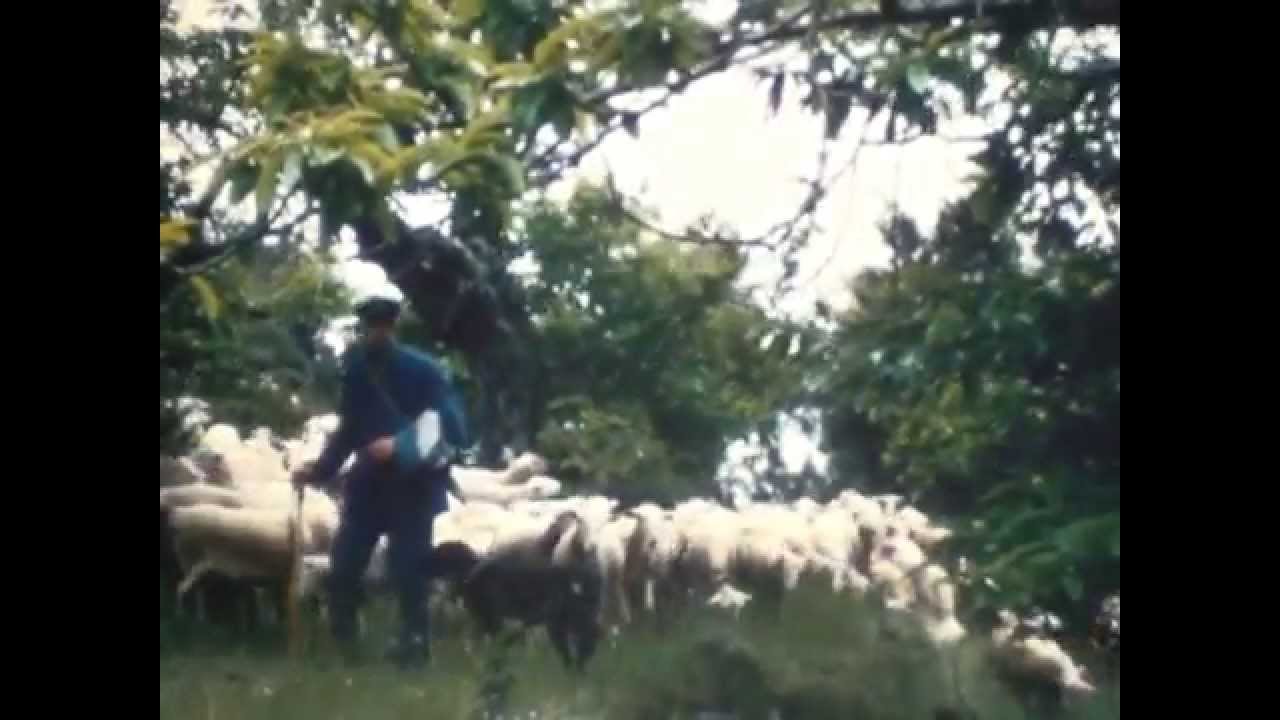 TRANSHUMANCE DES CEVENNES /LA VIE DES BERGERS DU LARZAC