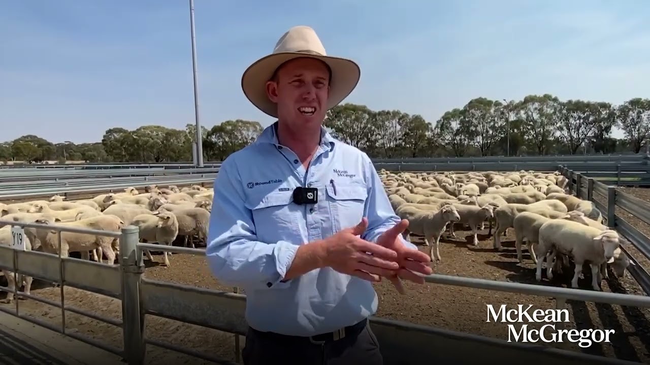 MM - Sheep & Lamb Market Report January 12, 2026