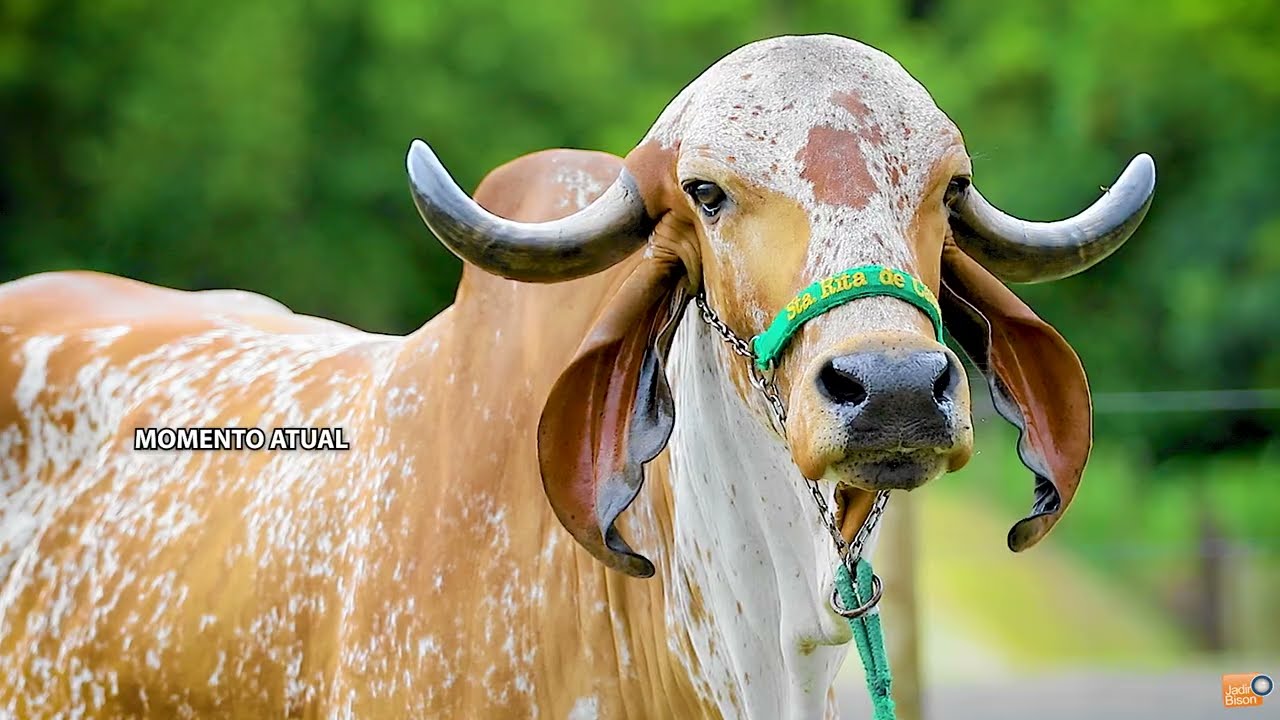 LOTE 03   PDJG 190