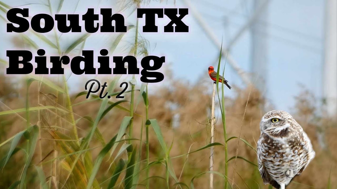 Our luck Continues? | South TX Birding Pt 2