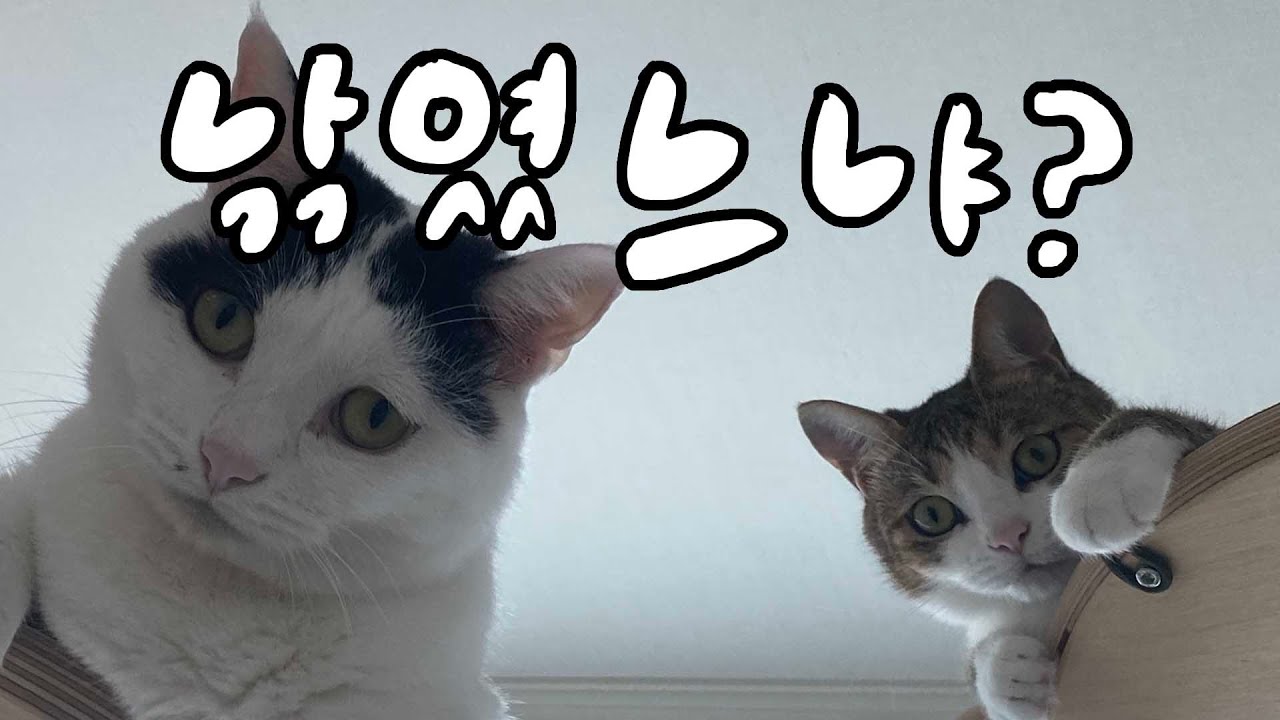단돈 0원으로 사냥놀이 효과 100배 높여주는 냥꿀템 5가지🎣