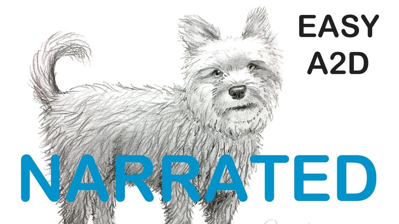 How to Draw a Yorkie Terrier dog (NARRATED) Step by Step
