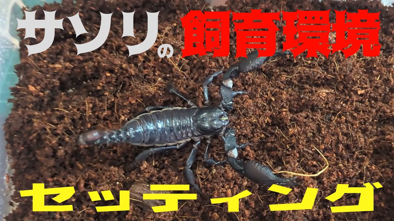 チャグロサソリの飼育徹底解説