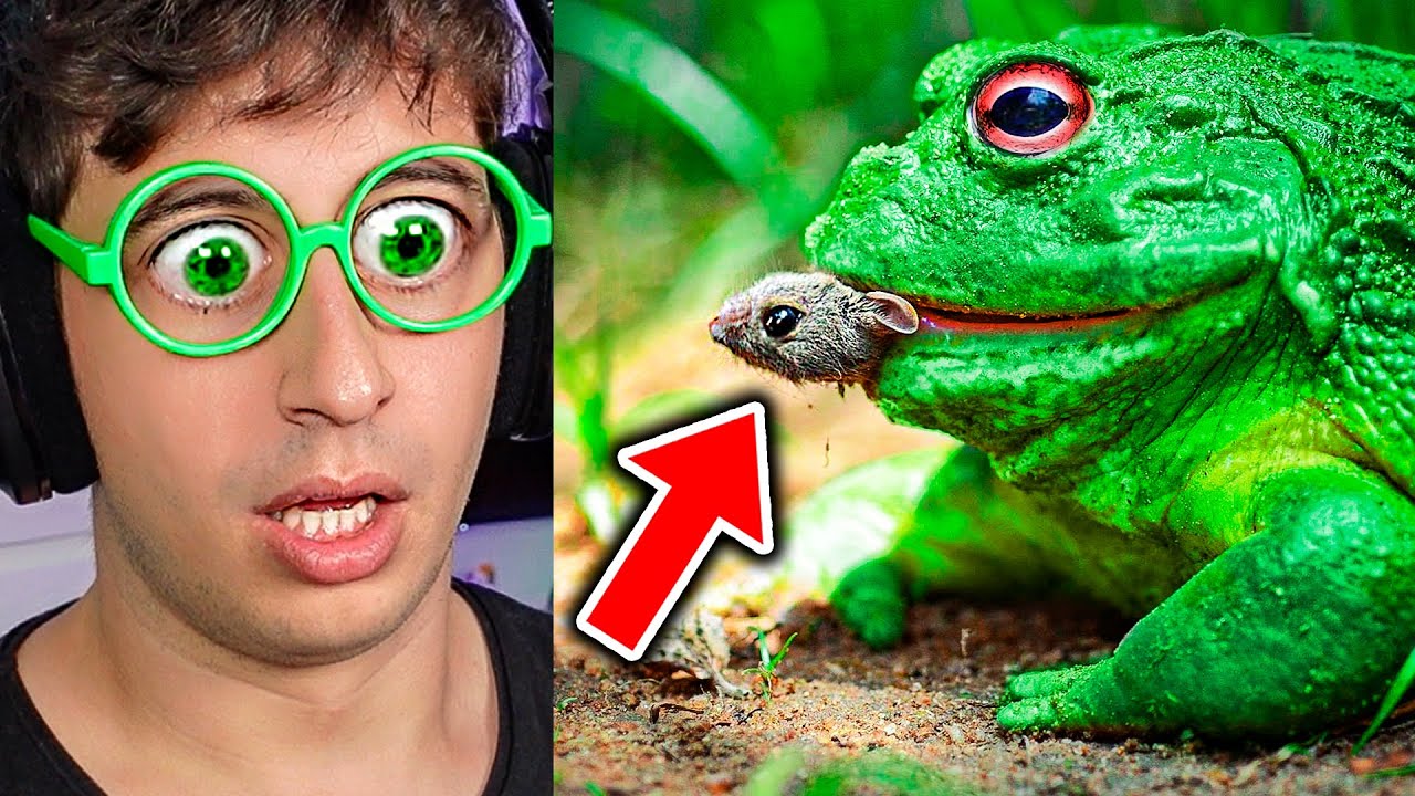 ESTE ANIMAL es TERRORÍFICO... (Rana Toro y Más Cosas que NO SABÍAS)