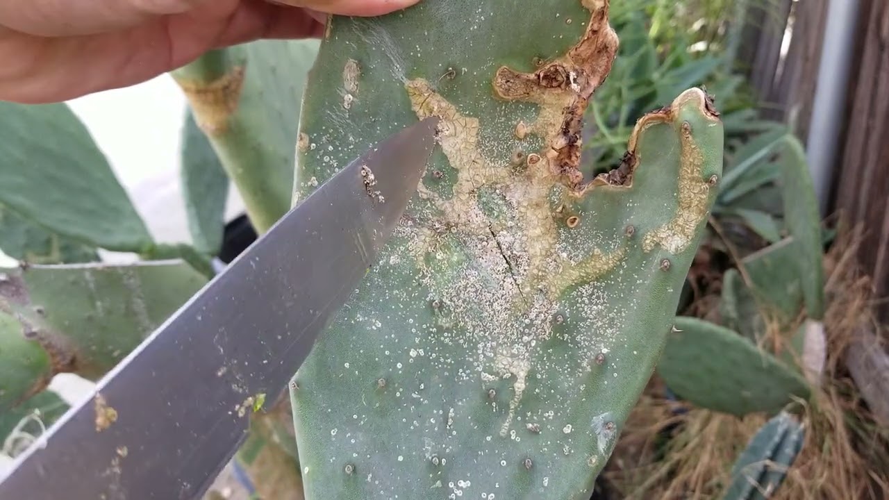 Mire que facil es quitar la plaga del nopal.