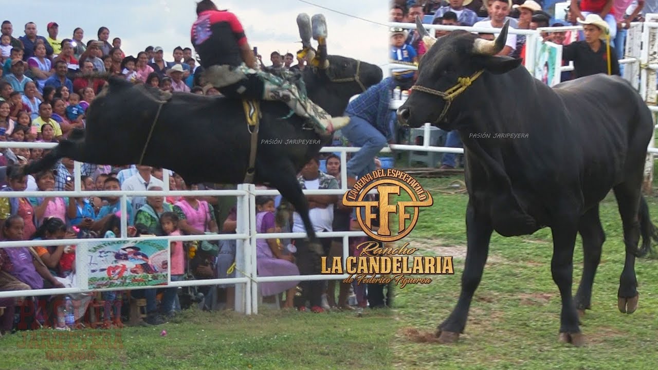 LO NUEVO DE RANCHO LA CANDELARIA EN SAN AGUSTÍN OAPAN GUERRERO 2019