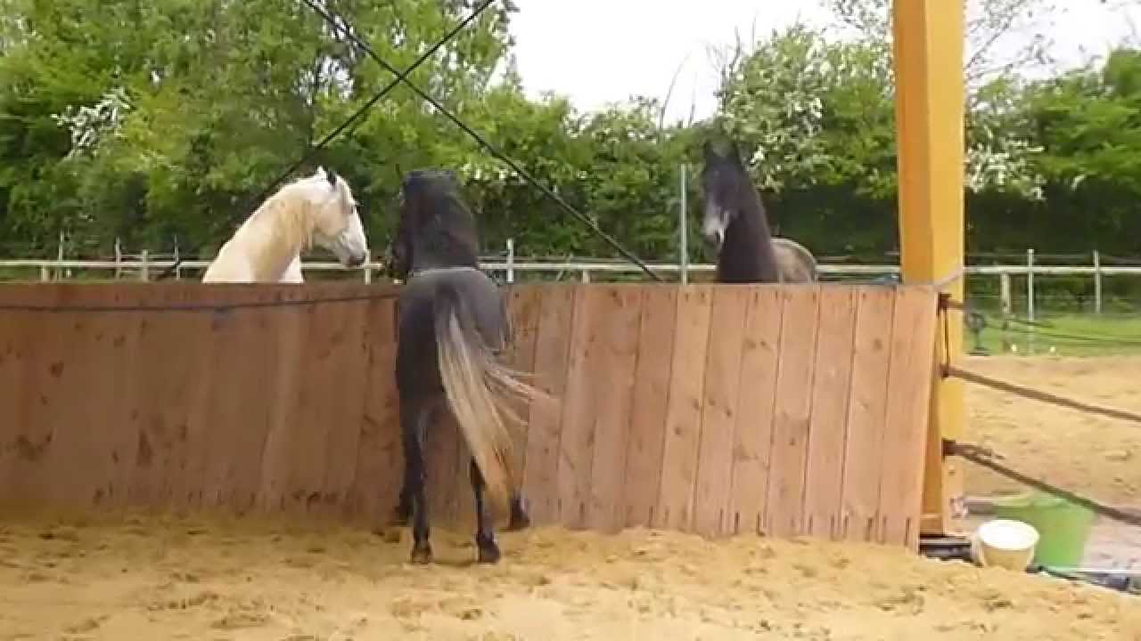 poney connemara entier qui est lâché pour la première fois après 8 mois de box...