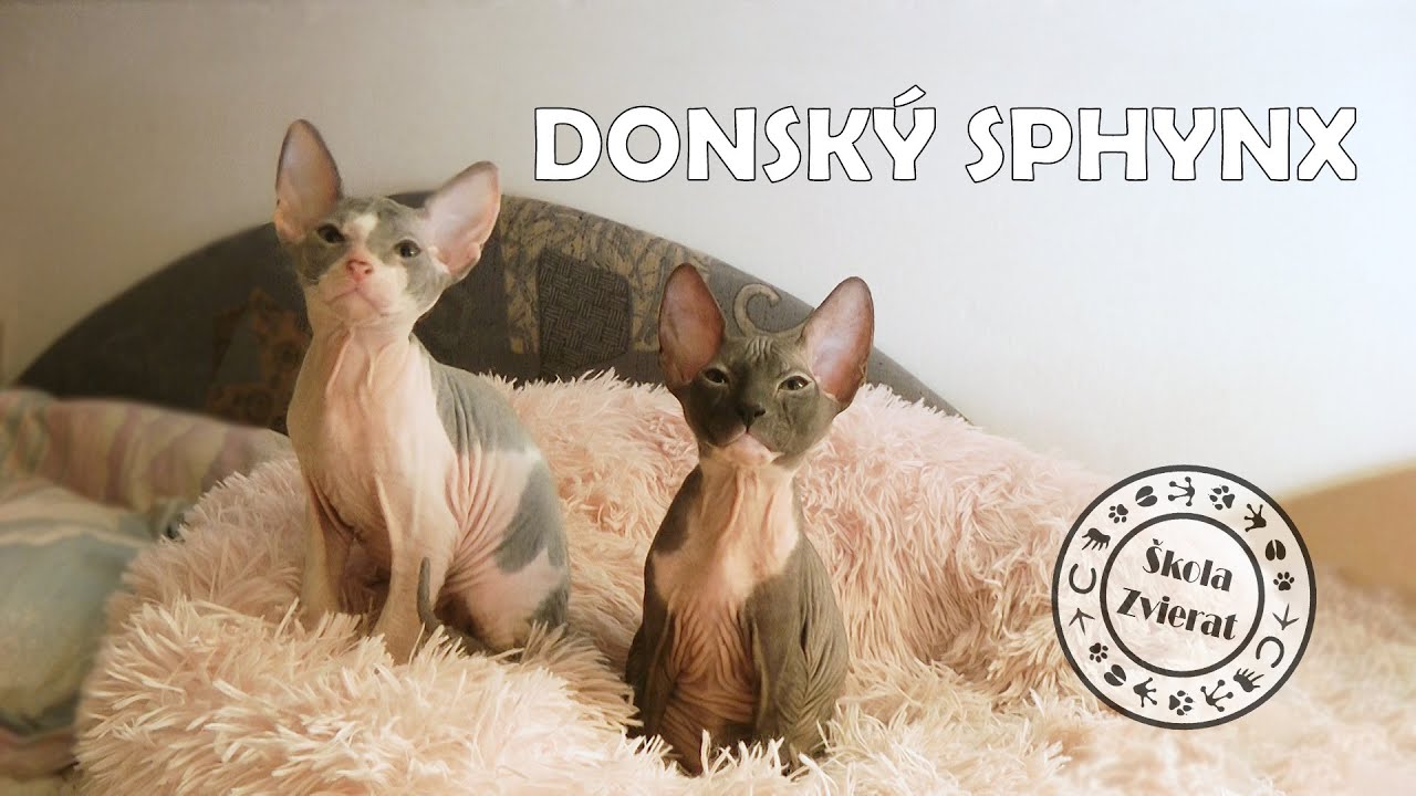 Škola Zvierat - Donský Sphynx