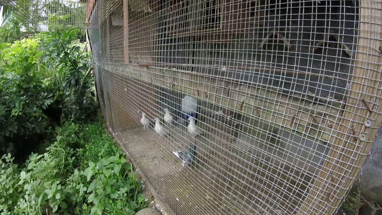 Mon premier pigeonnier + mon premi&egrave;re oeuf