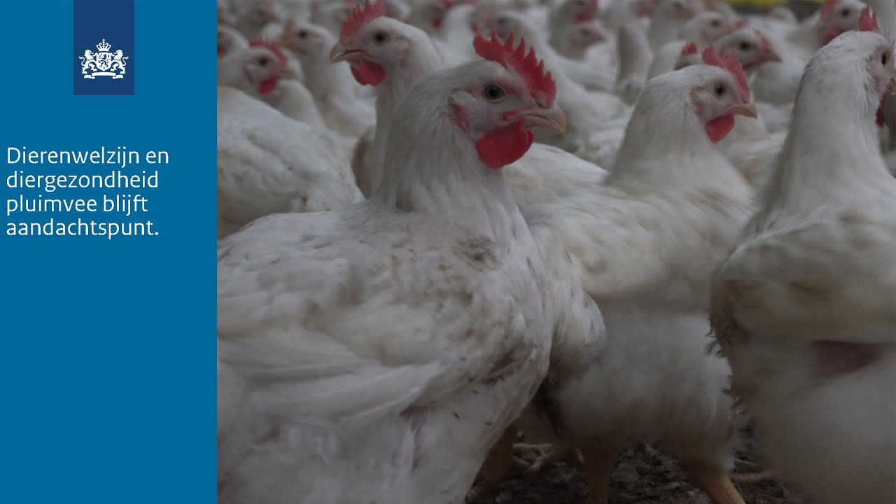 Dierenwelzijn en diergezondheid pluimvee blijft aandachtspunt.
