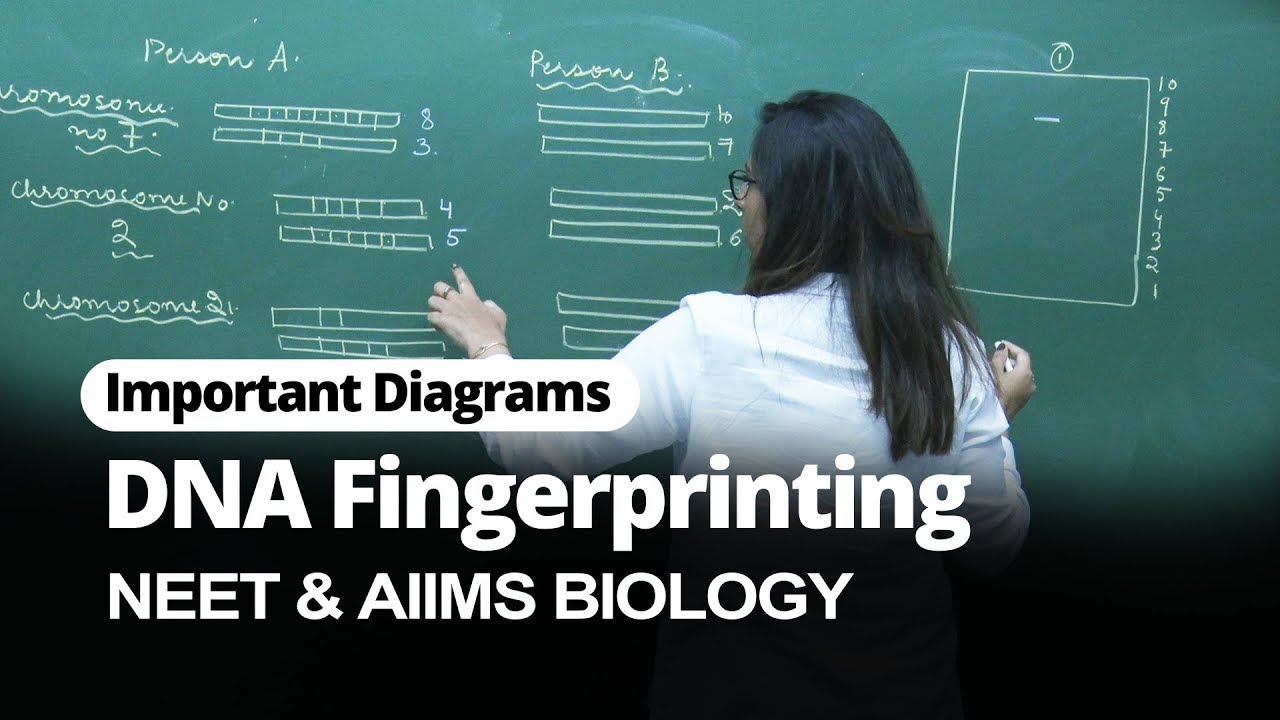 NEET Biology | DNA Fingerprinting | Important Diagram | In English | Misostudy