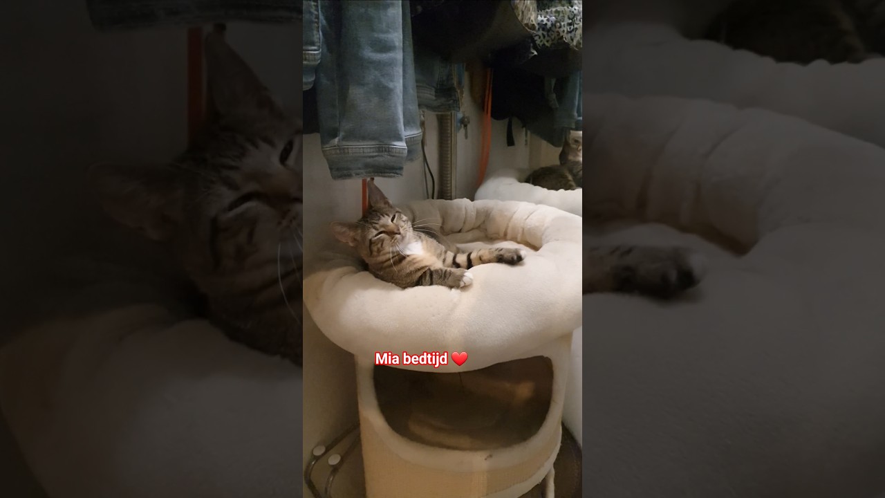 Mia voelt zich thuis ❤ #cats  #funnycats