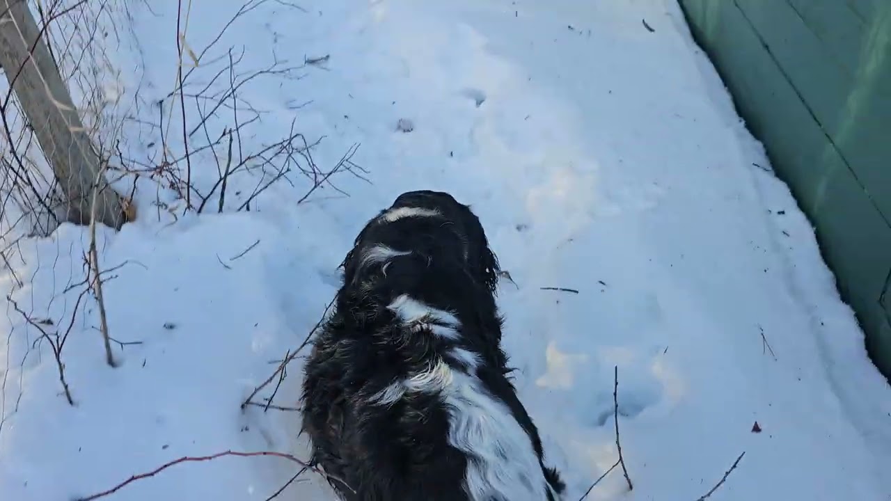 It is Sunday, Let's saunter.  Wow it is icy out there, but beautiful. Spaniels rolling on the ice!