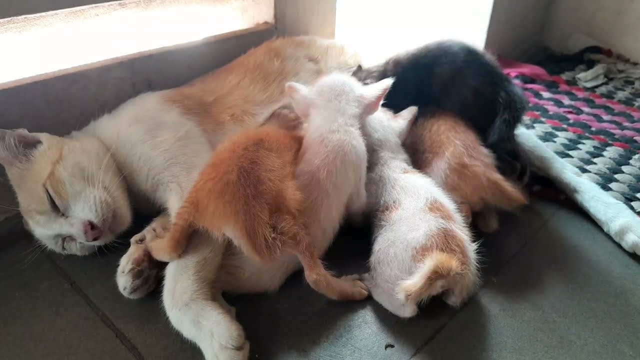 Tiny kittens nursing and playing in adorable compilation