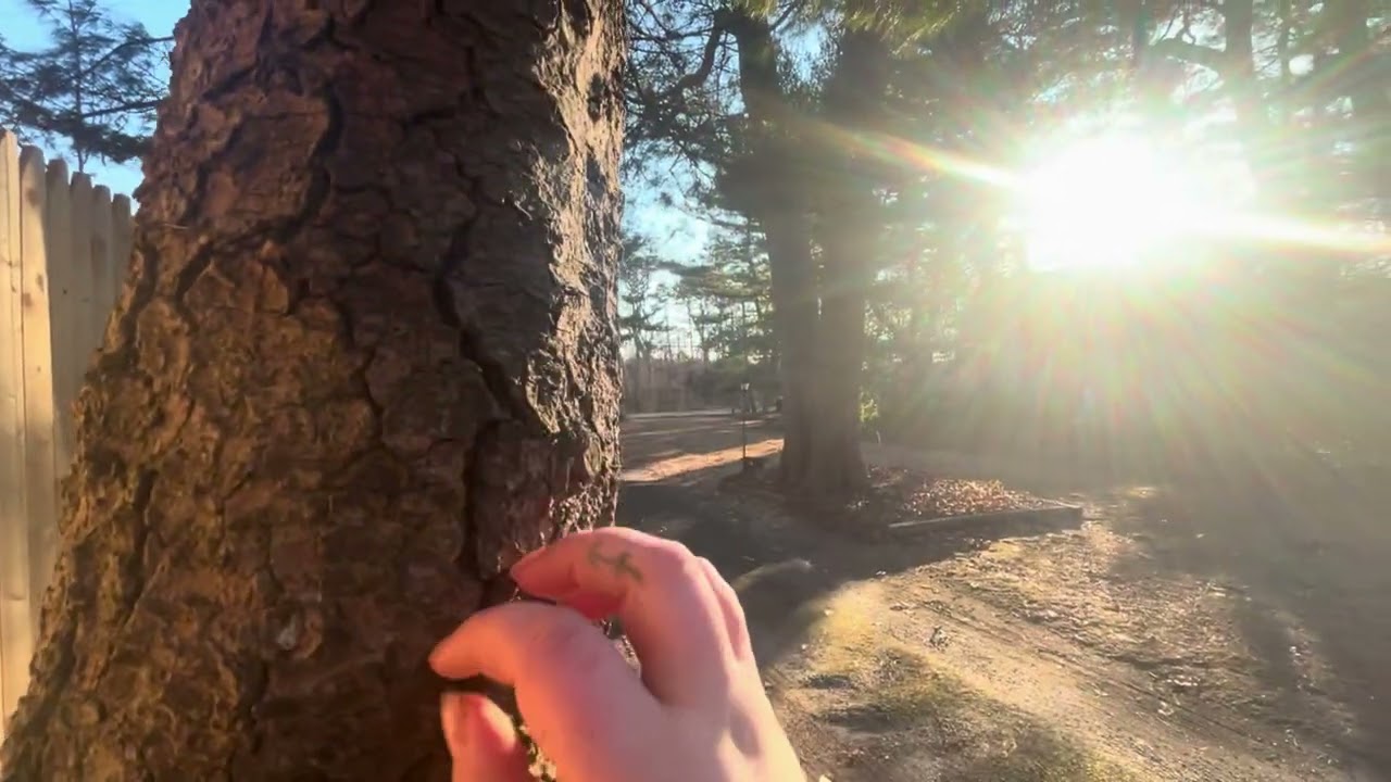 ASMR outside - tapping, scratching, camera touching, leaf crunching and more!!!