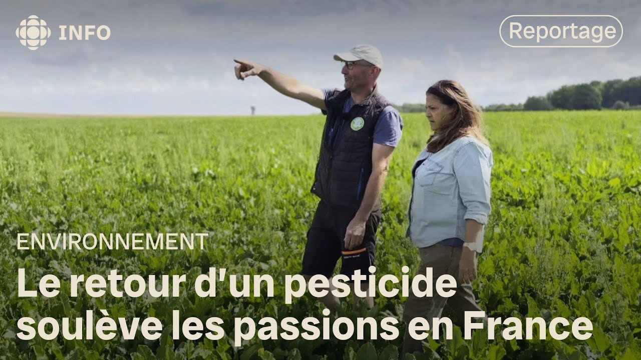 La France divisée sur l'utilisation temporaire d'un pesticide
