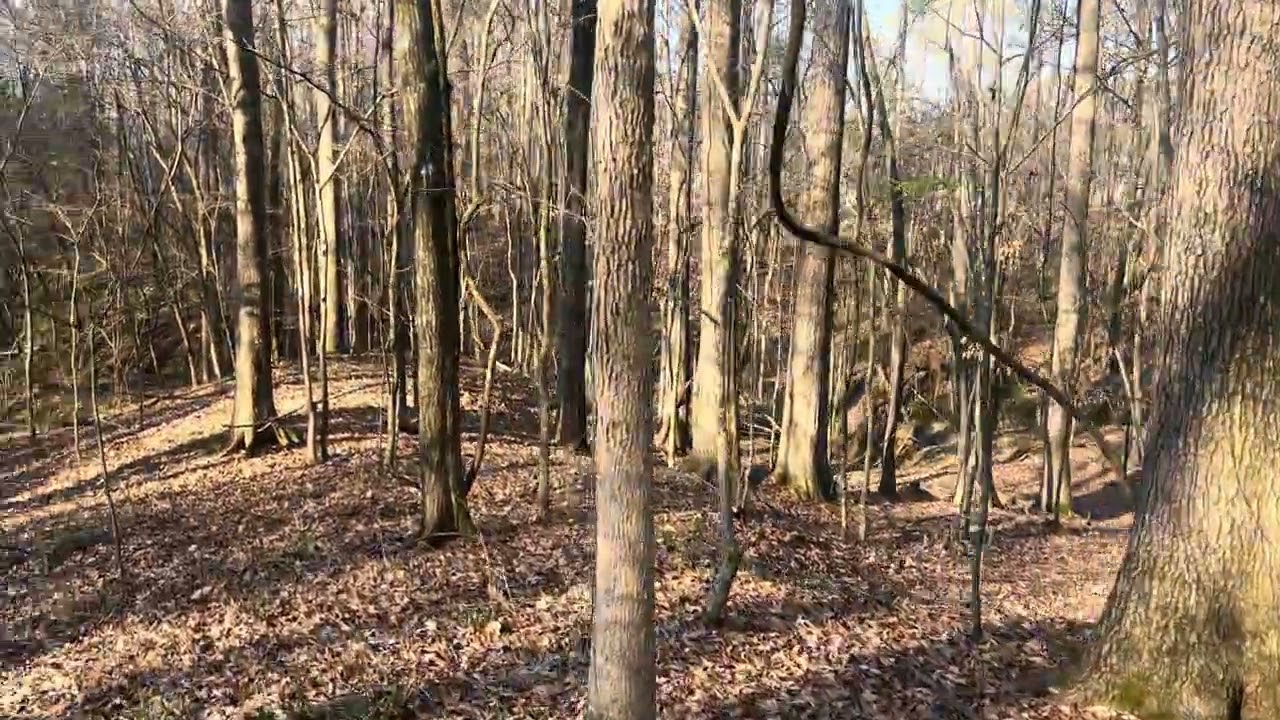 Morning Forest Walk 