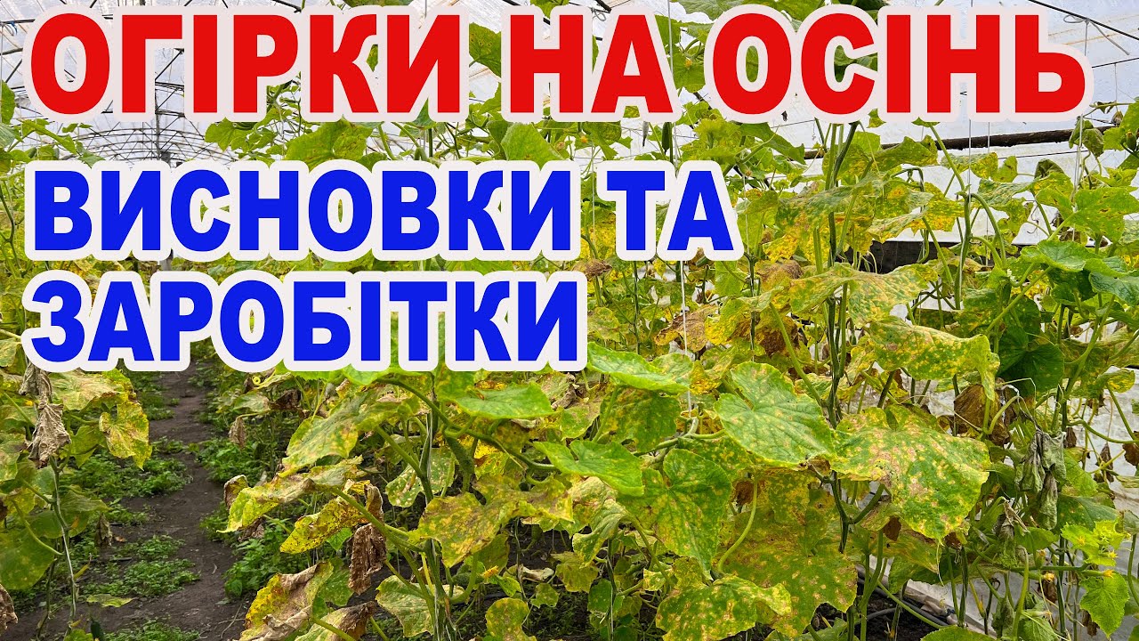 Скільки кілограмів огірків зібрали  з маленької теплиці ?