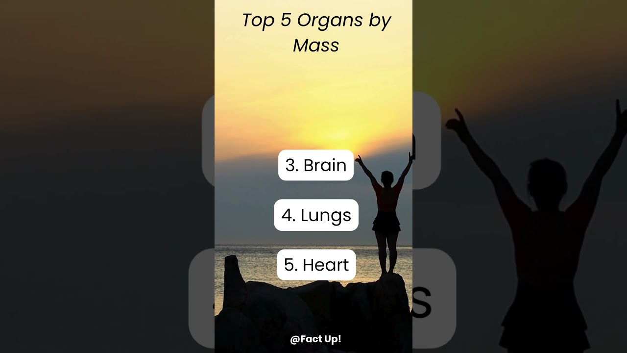 Top 5 organs by mass! 🫀