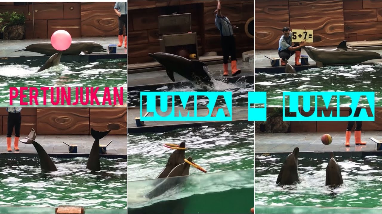 Pertunjukan Lumba-Lumba yang Pintar di Taman Safari Prigen #dolphinshow #tamansafariprigen