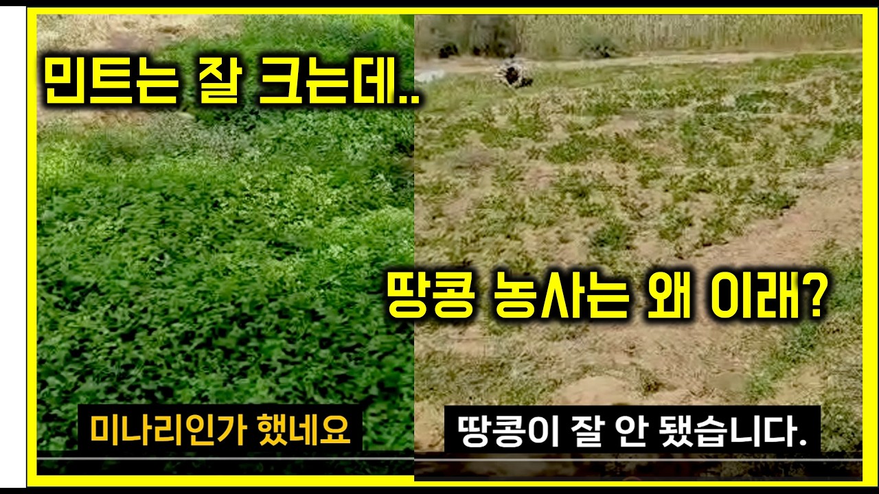 아프리카 세네갈 농부의 밭에서 기괴한 일. '민트'는 잘 크는데, 땅콩 농사는 왜이래? #여행#아따야