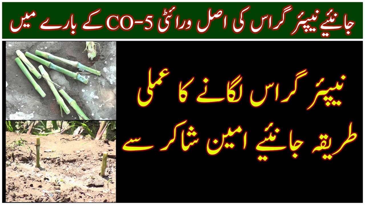 Napier grass fodder|How to grow napier grass|Best animal foder|نیپئیر گراس لگانے کا عملی طریقہ جانئے