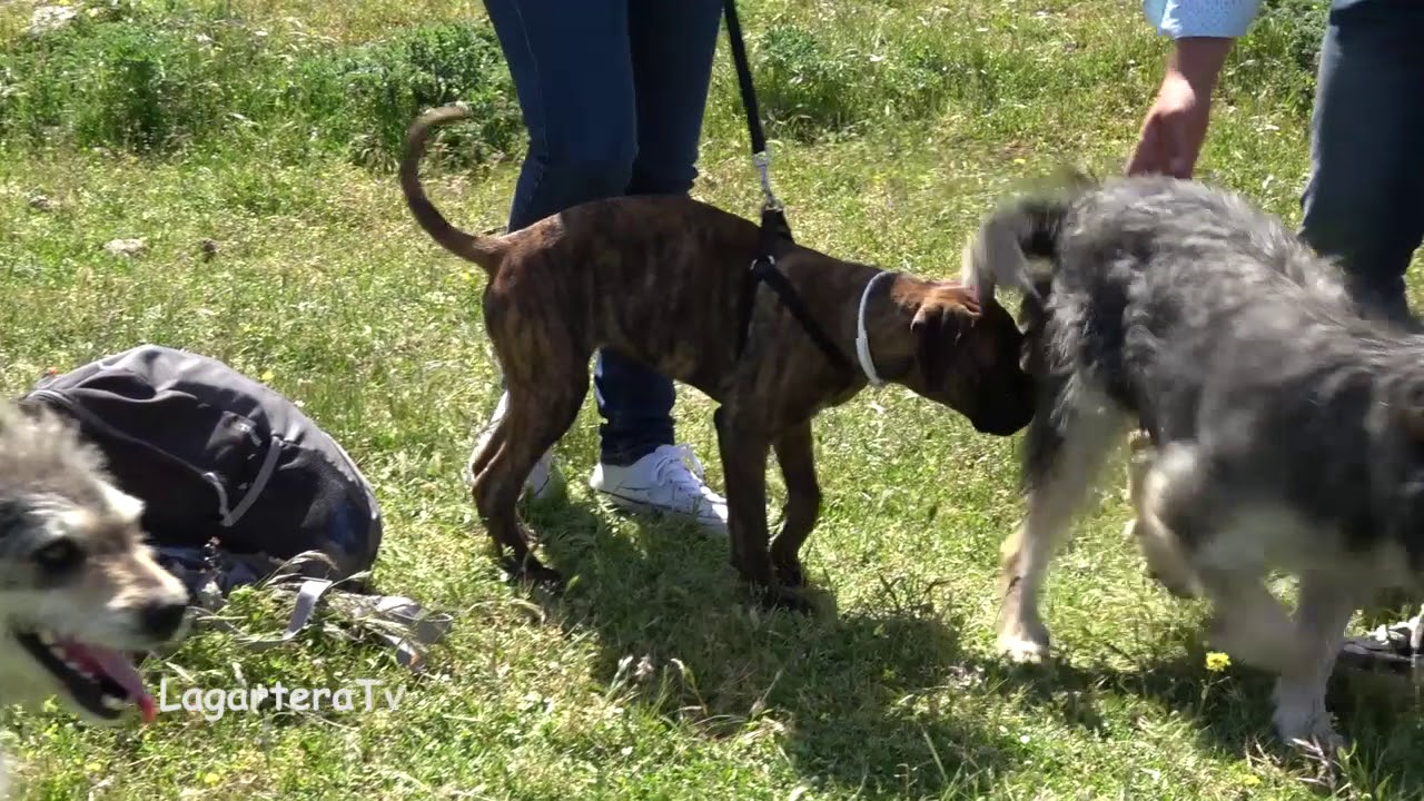 Perro Carea Castellano Obediencia Pedro Hilario