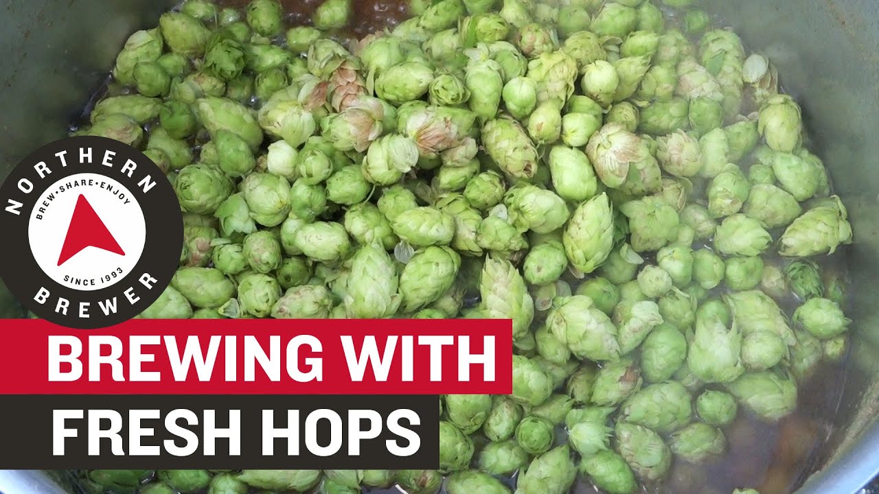 How to Homebrew with Fresh Hops