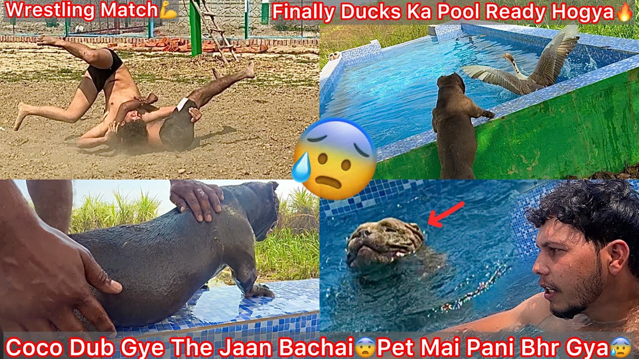 Finally Ducks Ka Pool Ban Kar Ready Hogya🔥Coco Pani M Dub Gye The😨Jaan Bachai Pet Mai Pani Bhr Gya😰
