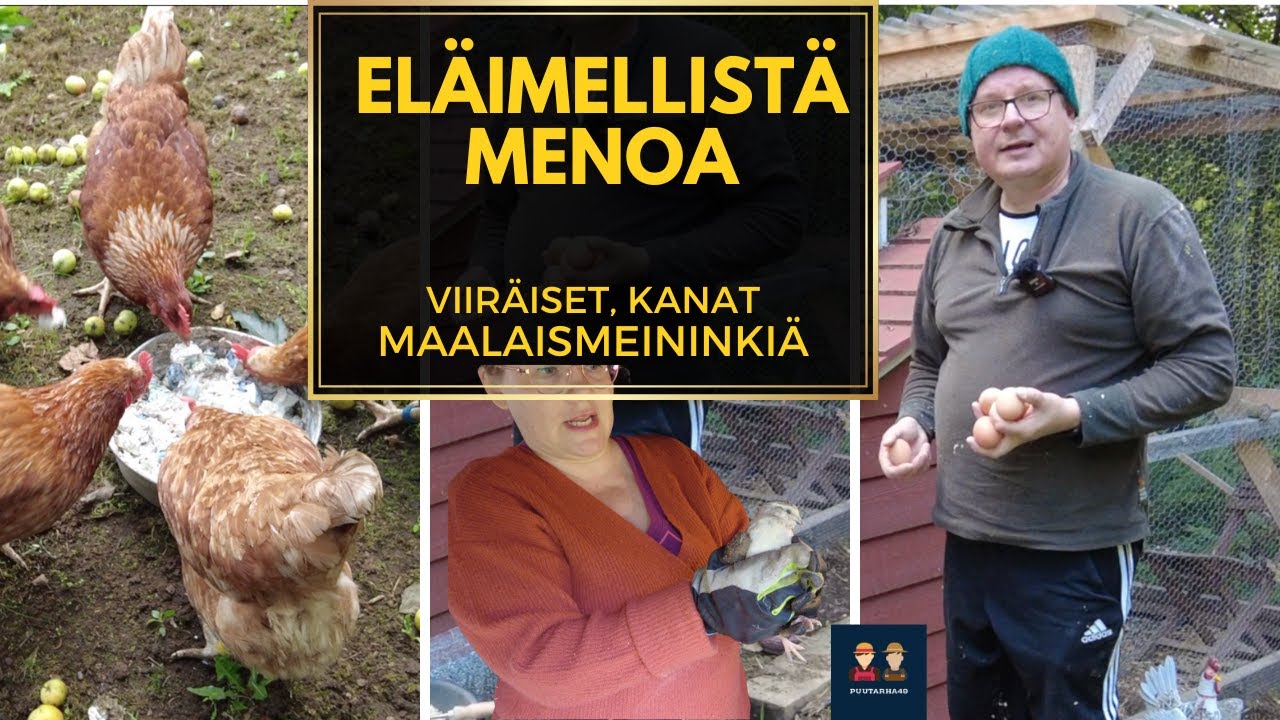 Eläimellistä menoa: kanat & viiriäiset