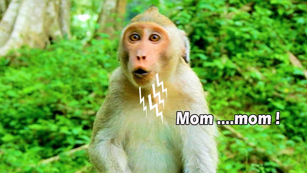 Janet lost Jane ! monster Janet cry temper when all monkey moving place but not her mom Jane yet