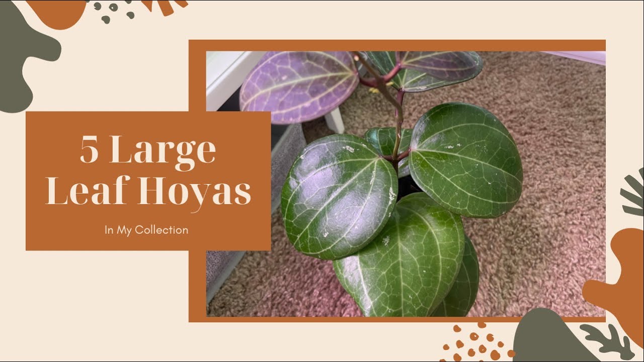 5 Big Leaf Hoyas In My Collection/ Big Leaf Hoyas Everyone Needs!