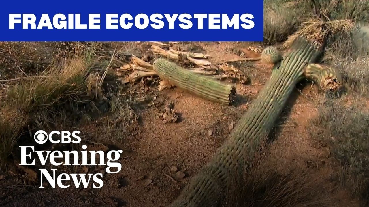 From coral to cactus, the natural world is showing signs of stress