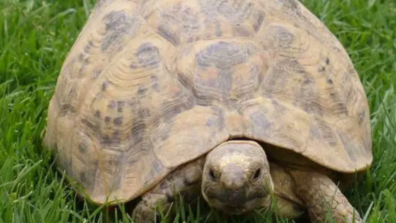 Tartaruga egípcia (testudo kleinmanni)